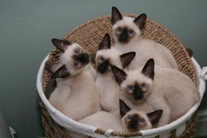 Sugar's kittens 2