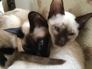 Stephanie and Henry Sessions' two Siamese at home in Felixstowe