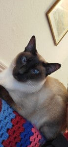 IMG-20250625-WA0007