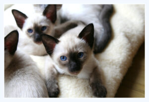 Gina's Kittens