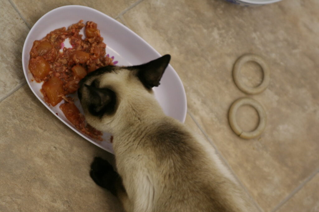 Bubbles enjoying a plate of raw chicken and rabbit