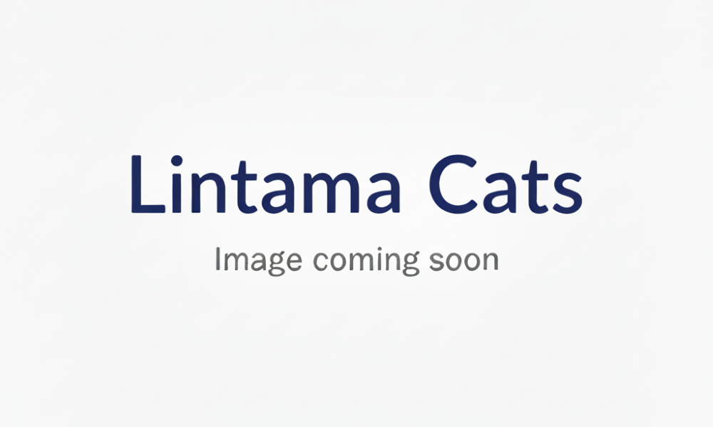 Image Coming Soon